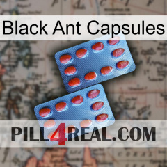 Black Ant Capsules 05